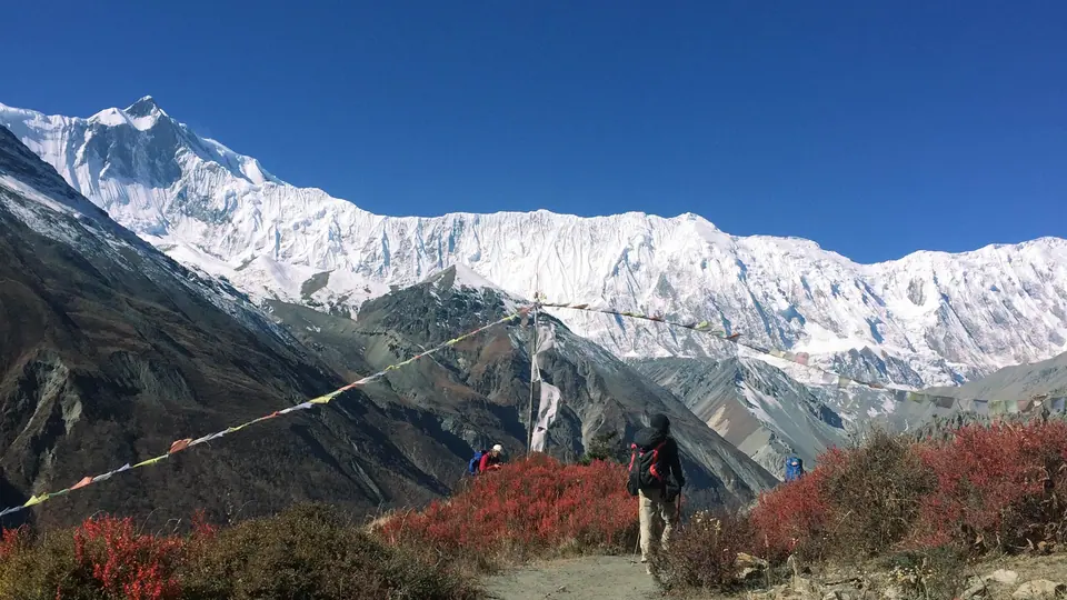 Trekker among autumn shrubs below the Annapurna range