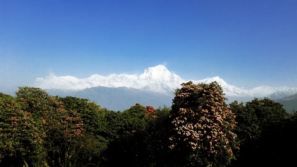 Rhododendron forest below the Annapurna range