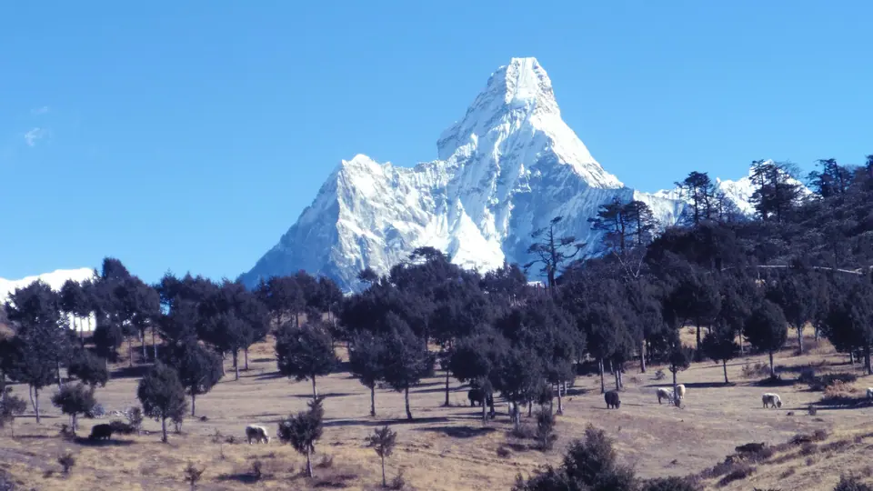 Ama Dablam above juniper woodland near Khumjung