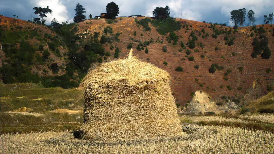 Haystack in a Bhutanese farm field